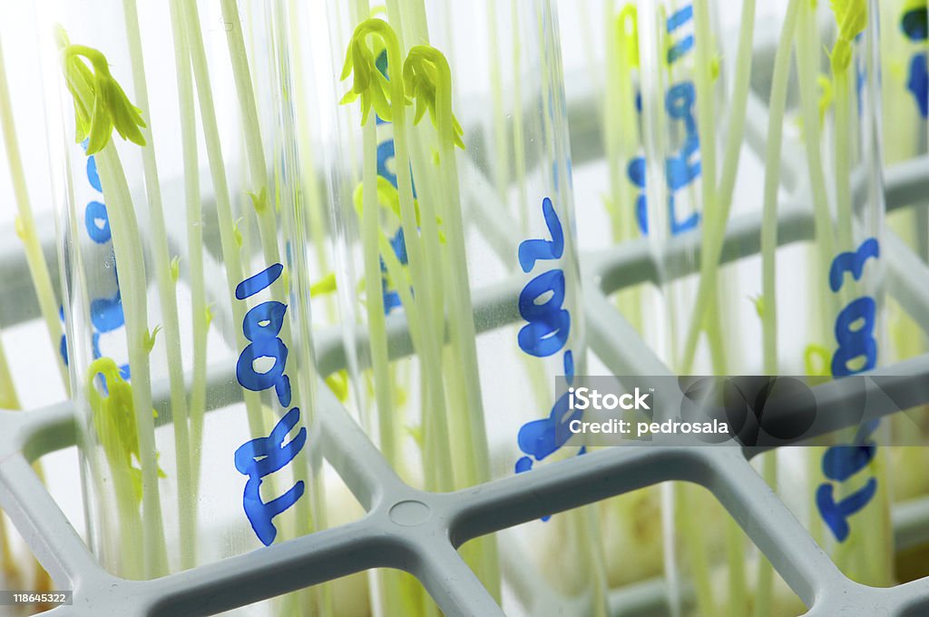 Transgenen - Lizenzfrei Biochemie Stock-Foto