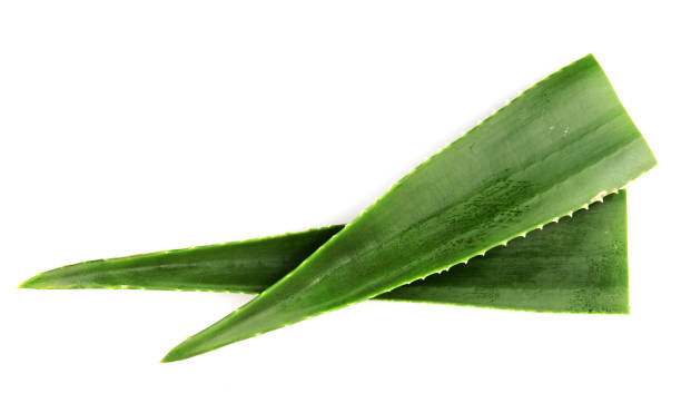 Aloe Vera Isolated On White Aloe Vera On White Background aloe vera gel stock pictures, royalty-free photos & images