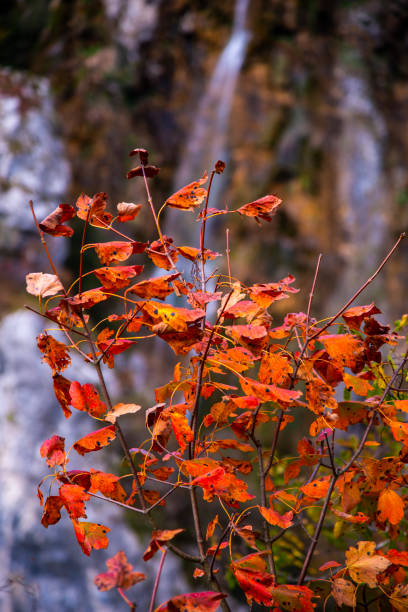 istock Autumn landscape , Croatia 1186453657