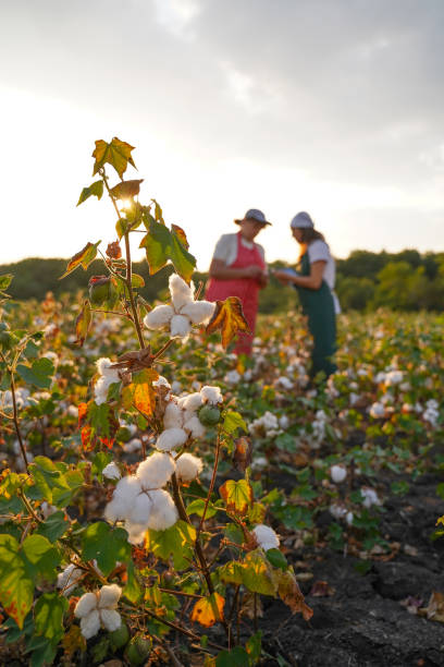 istock Share the knowledge. Cotton picking season. Active seniors working with the younger generation in the blooming cotton field. Two women agronomists evaluate the crop before harvest, under a golden sunset light. 1186454403