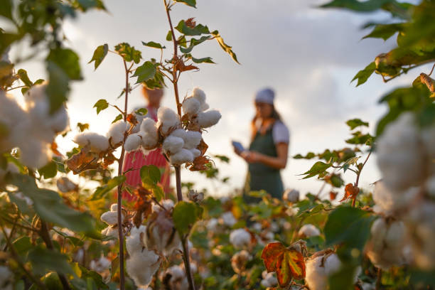 istock Share the knowledge. Cotton picking season. Active seniors working with the younger generation in the blooming cotton field. Two women agronomists evaluate the crop before harvest, under a golden sunset light. 1186454405