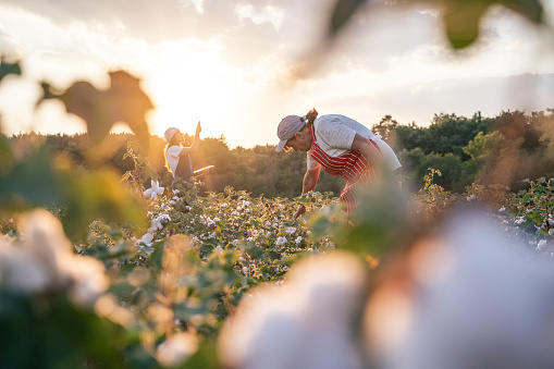Temporada de recolección de algodón. CU de Active senior trabajando en el campo del algodón en floración. Dos mujeres agrónomos evalúan el cultivo antes de la cosecha, bajo una luz dorada del atardecer. photo
