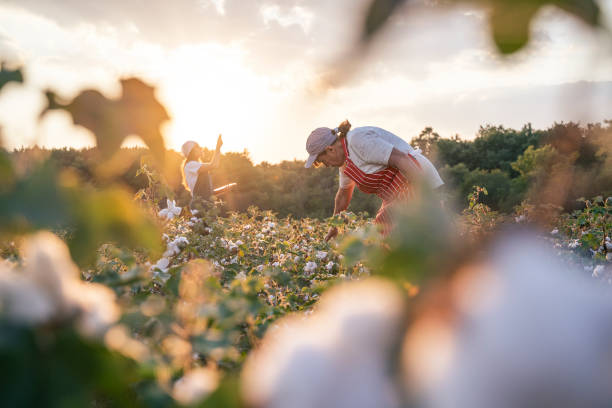 코튼 따기 시즌. 꽃이 만발한 코튼 분야에서 일하는 액티브 시니어의 cu. 두 명의 여성 농경학자가 황금빛 일몰 빛 아래에서 수확하기 전에 작물을 평가합니다. - cotton 뉴스 사진 이미지