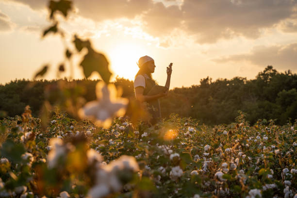 baumwoll-picking-saison. blühendes baumwollfeld, junge frau bewertet ernte vor der ernte, unter einem goldenen sonnenuntergang licht. - cotton stock-fotos und bilder