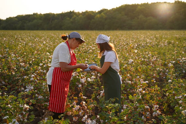 istock Share the knowledge. Cotton picking season. Active seniors working with the younger generation in the blooming cotton field. Two women agronomists evaluate the crop before harvest, under a golden sunset light. 1186454423