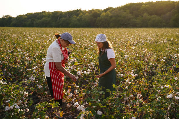 istock Share the knowledge. Cotton picking season. Active seniors working with the younger generation in the blooming cotton field. Two women agronomists evaluate the crop before harvest, under a golden sunset light. 1186454450