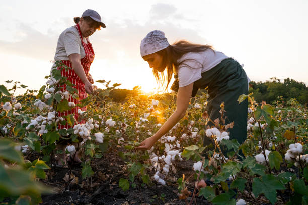 Share the knowledge. Cotton picking season. Active seniors working with the younger generation in the blooming cotton field. Two women agronomists evaluate the crop before harvest, under a golden sunset light. Quality control of the cotton plant crop. Confident women specialists analyzing the quality of the plants. Learning from the elder or from the younger ones... cotton ball stock pictures, royalty-free photos & images