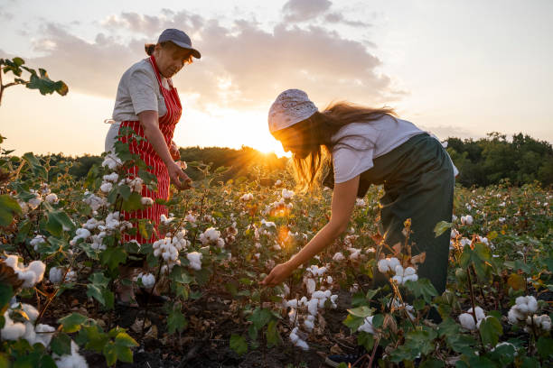 istock Share the knowledge. Cotton picking season. Active seniors working with the younger generation in the blooming cotton field. Two women agronomists evaluate the crop before harvest, under a golden sunset light. 1186454469