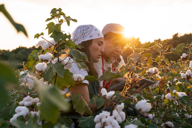 istock Share the knowledge. Cotton picking season. Active seniors working with the younger generation in the blooming cotton field. Two women agronomists evaluate the crop before harvest, under a golden sunset light. 1186454472