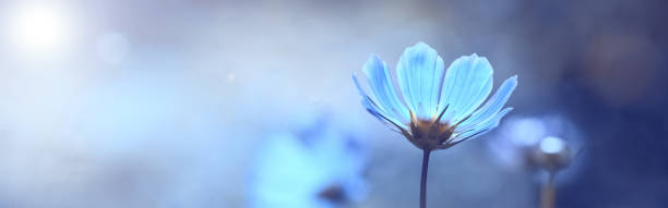 istock Blue beautiful flower on a beautiful toned blurred background, border. Delicate floral background, selective soft focus. 1186454473