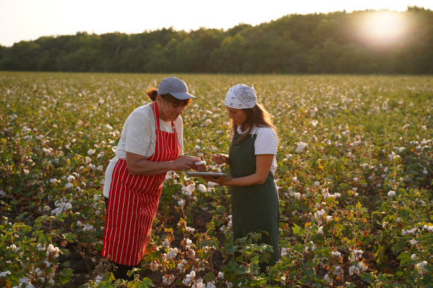 istock Share the knowledge. Cotton picking season. Active seniors working with the younger generation in the blooming cotton field. Two women agronomists evaluate the crop before harvest, under a golden sunset light. 1186454482
