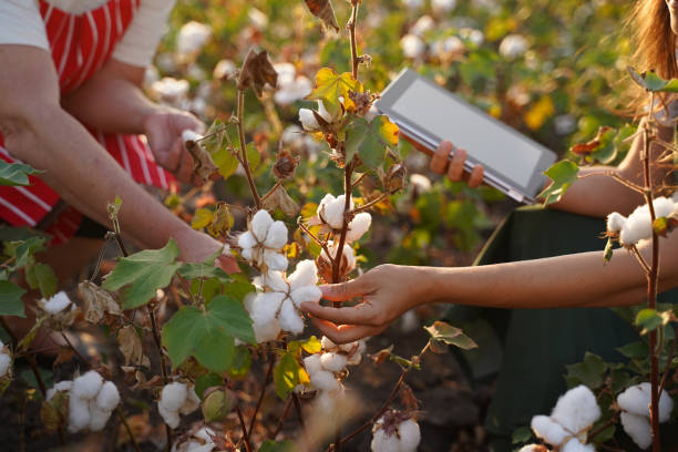 istock Share the knowledge. Cotton picking season. Active seniors working with the younger generation in the blooming cotton field. Two women agronomists evaluate the crop before harvest, under a golden sunset light. 1186454483