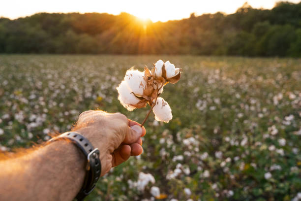 pov. comparte el conocimiento. temporada de recolección de algodón. personas de la tercera edad activas que trabajan con la generación más joven en el campo del algodón en flor. dos mujeres agrónomos evalúan el cultivo antes de la cosecha, bajo una  - fair park fotografías e imágenes de stock