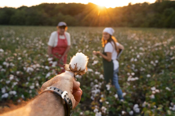 istock POV. Share the knowledge. Cotton picking season. Active seniors working with the younger generation in the blooming cotton field. Two women agronomists evaluate the crop before harvest, under a golden sunset light. 1186454501