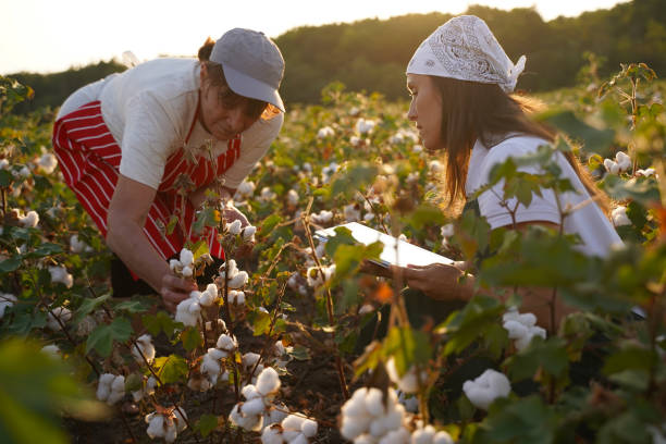 istock Share the knowledge. Cotton picking season. Active seniors working with the younger generation in the blooming cotton field. Two women agronomists evaluate the crop before harvest, under a golden sunset light. 1186454512