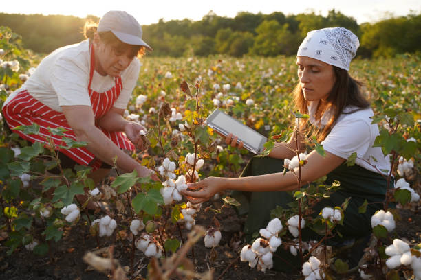 istock Share the knowledge. Cotton picking season. Active seniors working with the younger generation in the blooming cotton field. Two women agronomists evaluate the crop before harvest, under a golden sunset light. 1186454513