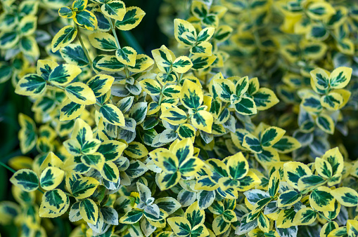 Euonymus fortunei emeralnd n gold cultivar leaves, yellow and green leaves, ornamental two colors branches
