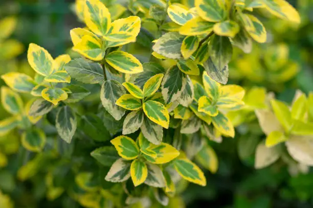 Euonymus fortunei emeralnd n gold cultivar leaves, yellow and green leaf, ornamental branches, small beautiful shrub