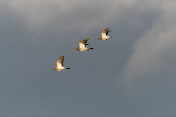 Sunlit Stock Doves, Columba oenas, in flight