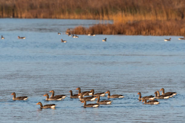 istock Flock with Greylag Geese swimming by fall season 1186458269