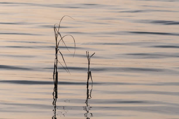 istock Redd plants silhouettes refelcting in water 1186458359