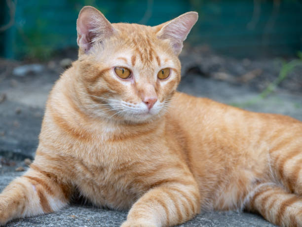 istock The cat on the cement floor 1186459395