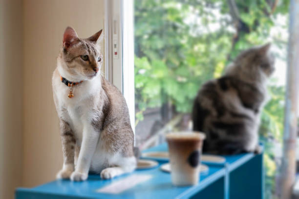 istock Domestic cat chilled in coffee shop 1186460490