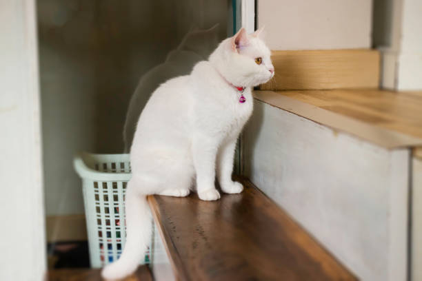 домашняя кошка охлажденная в кафе - pampered pets animal domestic cat persian cat стоковые фото и изображения