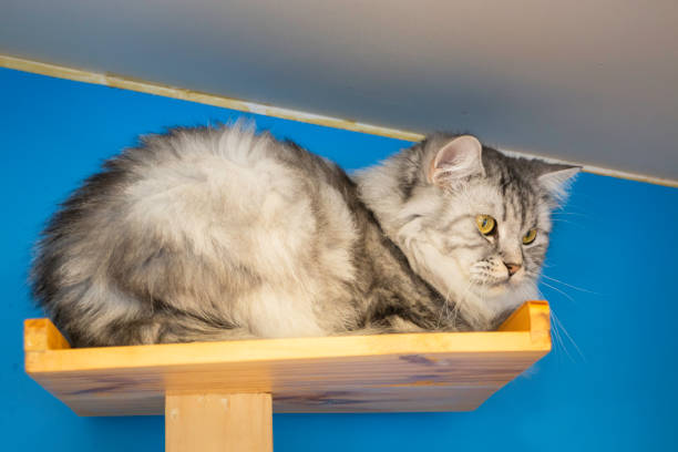 istock Domestic cat chilled in coffee shop 1186460501