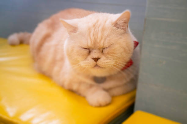 An orange cat sitting on a chair and his eyes looking around as curiosity