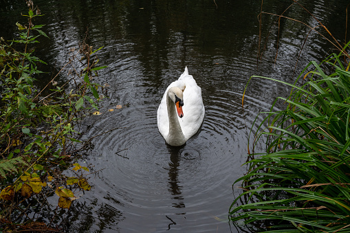 White mute swan coming close for food in November