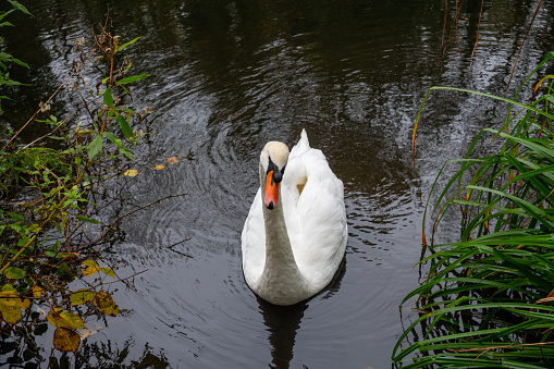 A white swan is looking for food by the lake