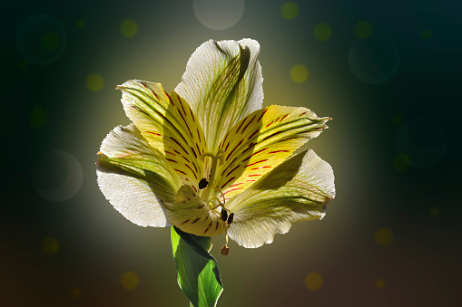 Single delicate yellow alstromeria flower, backlit with sun light, close up. Translucent gentle petals of alstroemeria on a dark blurred background with bokeh - elegance romantic floral design