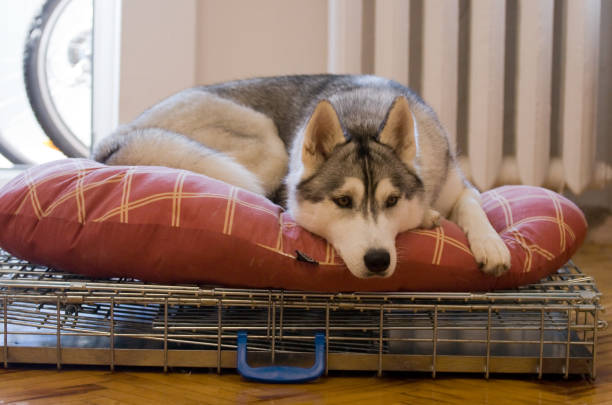Siberian husky dog resting before dog show stock photo