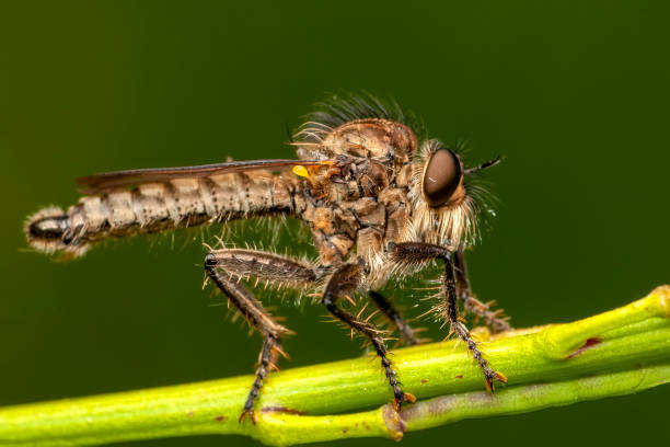 istock Macro shot of a robber fly 1186464169