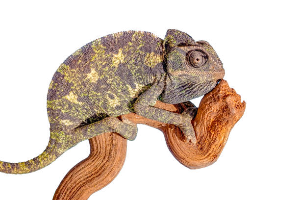 istock Macro shots, Beautiful nature scene green chameleon 1186464213