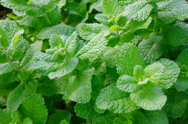 istock A beautiful herbal lemon balm is growing 1186464764