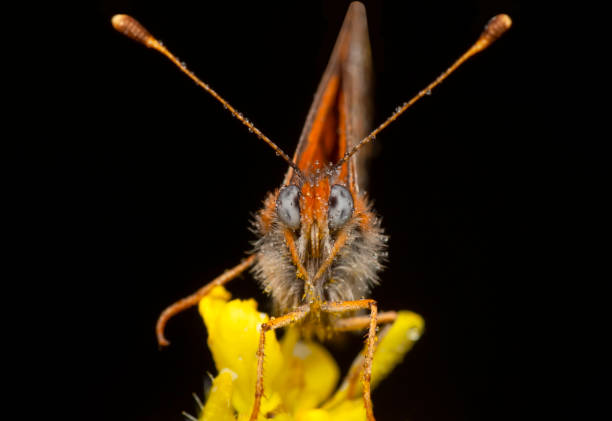 istock Beautiful butterfly sitting on flower 1186464807