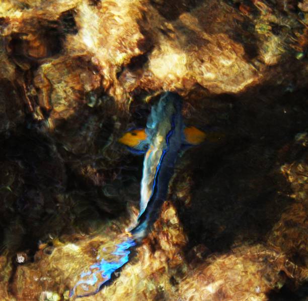 Surgeon fish in the corals