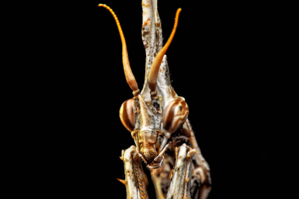 istock Beautiful mantis  sitting on flower 1186465144