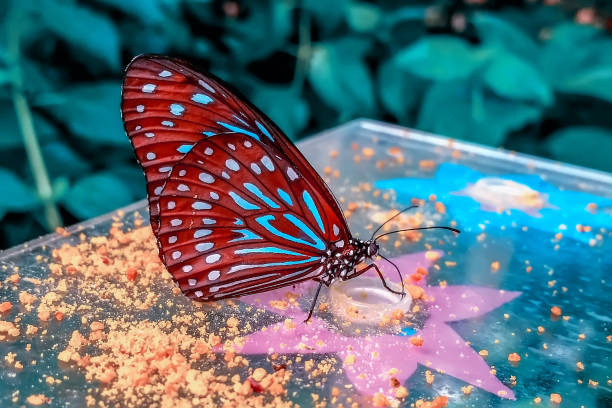 istock Beautiful butterfly sitting on flower 1186465163