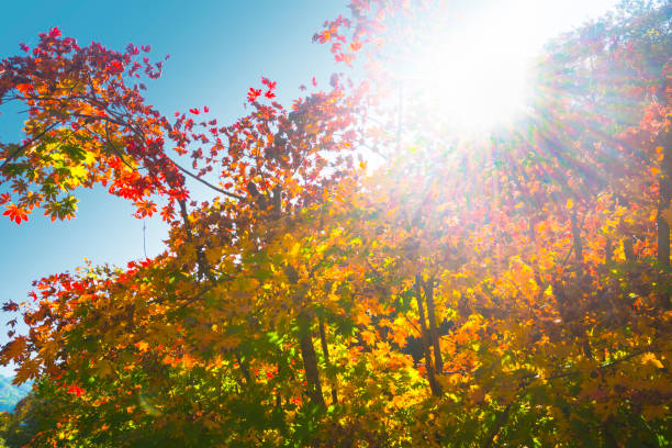 istock Red maple leaves under blue sky in autumn 1186465733