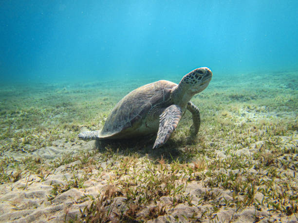 istock Green Turtle (Chelonia Mydas) morning at sea. 1186465924
