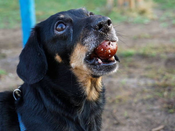 istock Dog dachshund on a walk in the fall. 1186466010