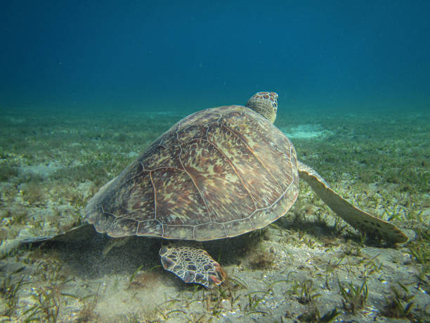 istock Green Turtle (Chelonia Mydas) morning at sea. 1186466097