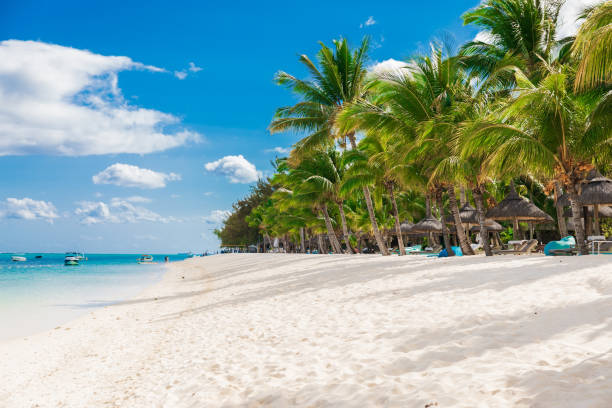 istock Luxury beach in Mauritius. Sandy beach with palms and blue ocean 1186467285