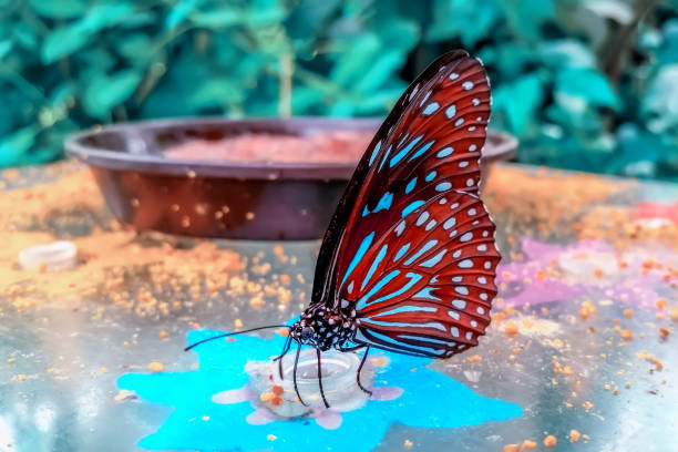 istock Beautiful butterfly sitting on flower 1186467303