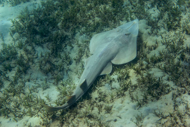 istock Guitarfish fish or (Glaucostegus halavi) swimming underwater in sea. 1186468675