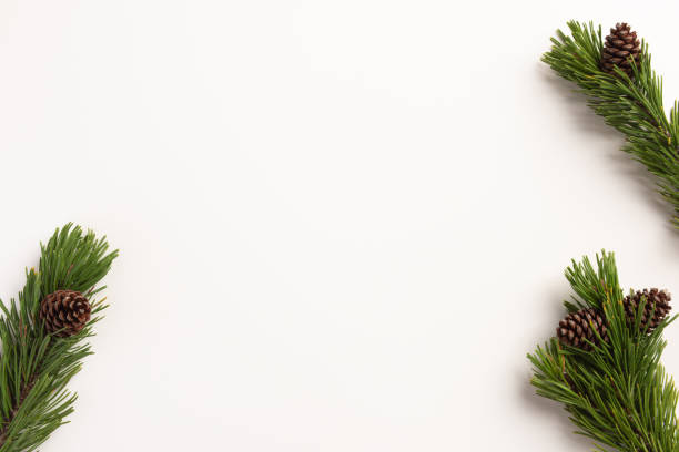 istock Christmas composition. Spruce branches with cones, on a white background. Christmas, winter, new year concept. Flat lay, top view, copy space. 1186469263