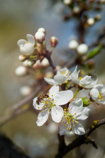 istock white flowers of cherry tree spring time 1186474351